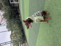 BALTHAZARIN TORUNU ŞECERELİ DOBERMAN