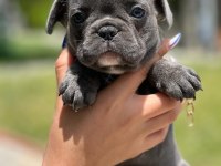 Mini boy erkek bulldog