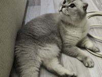Ücretsiz SAHİPLENDİRME scottish fold kedimiz
