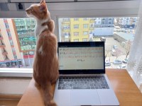 5 YAŞINDA AKILLI BOYLU POSLU KISIR ERKEK KEDİMİZ ÜCRETSİZ