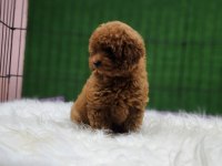 Toy poodle ailemize katılmak istemez misiniz