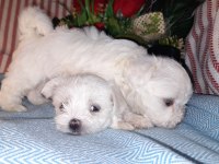 Kore Kan Maltese Bebekler