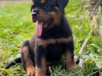 Rottweiler kapıda ödemeli çiftlik kredi kartı geçer