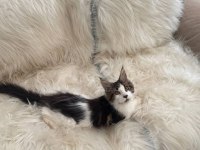 Nadir renklerde safkan maine coon yavruları