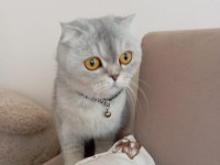 Kehribar gözlü silver scottish fold kedimiz