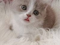 British Shorthair Bebekler Yeni Ailesini Arıyor