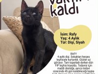 Kedimiz Rafadan Yuva Arıyor