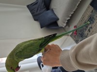 EVCİL PAKİSTAN PAPAĞANI