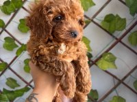 Toy poodle yavrular