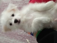 Tuvalet eğitimli maltese erkek