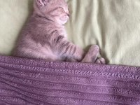 3 aylık british shorthair dişi kedimiz