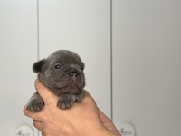 French bulldog ev ortamından
