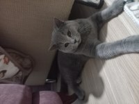 Scottish fold mama karşılığı erkek 8 aylık