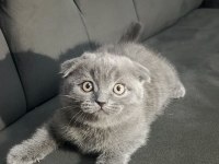 Scottish fold bebişler yeni yuvalarını arıyor