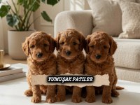 Sevimli Irk Toy Poodle
