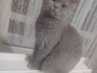 British shorthair erkek 7 aylık