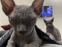 Orijinal 3 aylık erkek sphynx