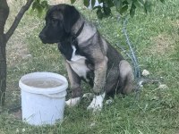 Köpeğimizi Sahiplendiriyoruz