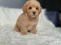 Orijinal Toy Boyut F1 Maltipoo