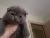 Scottish fold ve british yavrular rezervasyona hazır