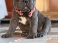 A KALİTE BLUE DİŞİ FRENCH BULLDOG YAVRUM
