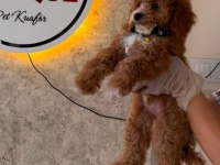 Premium Toy Poodle Yavruları
