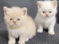Minik Persian Dostlarımız Yeni Yuvalarını Arıyor