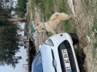 Acil sahiplendirme çin aslanı köpeğimiz