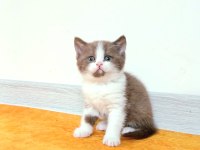 Cinnamon bicolor nadir renk british bebekler