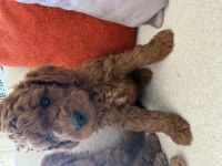 1 Temmuz doğumlu erkek toy poodle