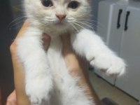 Yavrularımıza yuva arıyoruz scottish fold