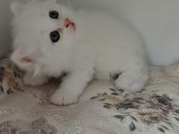 Minnoş Bebek Kediler
