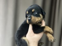 A Şecereli Anne Babanın Aslan Rottweiler Yavruları