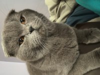 Scottish fold erkek kedimiz