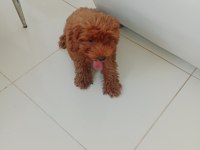 Toy poodle bebekler