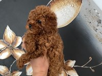 Kıvır Kıvır Orjinal Poodle Minişlerim