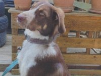 Köpeğimiz Acil Ücretsiz Sahiplendirme