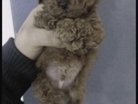 Toy Poodle Yavrum