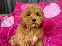 Mini Boy Maltipoo Erkek Yavrularımız