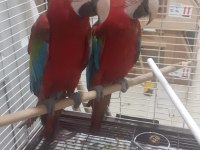 KIRMIZI MACAW FATURALI ÇİPLİ