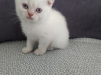 Blue point 50 günlük scottish fold
