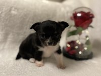 EV ORTAMINDAN TEACUP CHİHUAHUA YAVRULAR