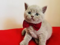 Kaliteli British shorthair yavru