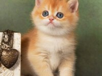 Manken Gibi Golden British Shorthair