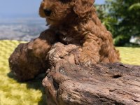 Müthiş kalite poodle yavrularımız