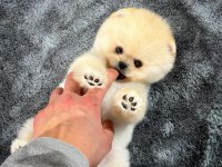 Safkan Oyuncu Kore Pomeranian Yavrularımız