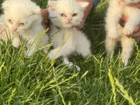 SAFKAN BRİTİSH SHORTHAİR YAVRULAR