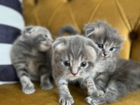 YAVRU SCOTTİSH FOLD KEDİLER