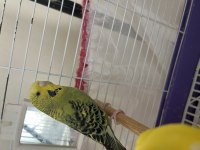 Yeşil muhabbet kuşu satıyorum dişimi erkek mi bilmiyorum