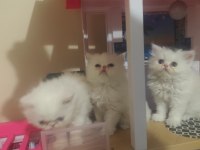 2 aylık safkan iran yavrularım yeni yuva arıyor